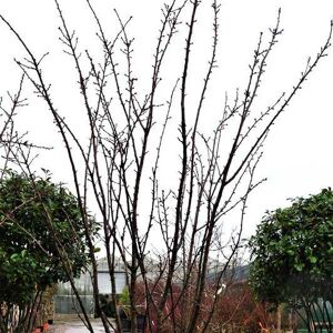 Prunus 'Taihaku' (Multistem CG 350-400 cm) 350-400 cm